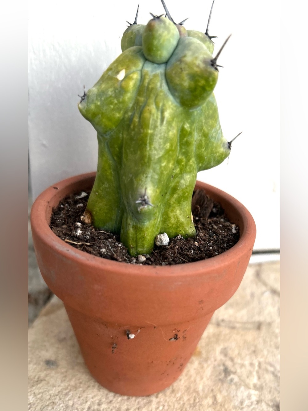 Small cactus plant Boobie Cactus Real Cactus Cute little cactus plant